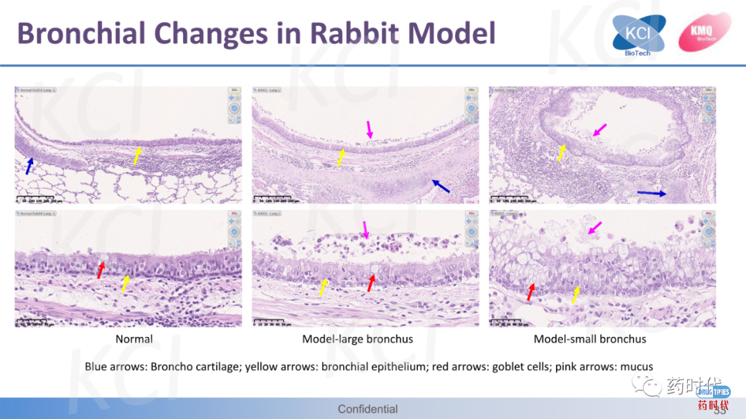 PPT分享 ｜ ​急性肺损伤与ARDS实验动物模型——从啮齿动物到兔的疾病模型比较