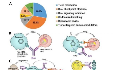 中国双特异性抗体的开发概况与展望