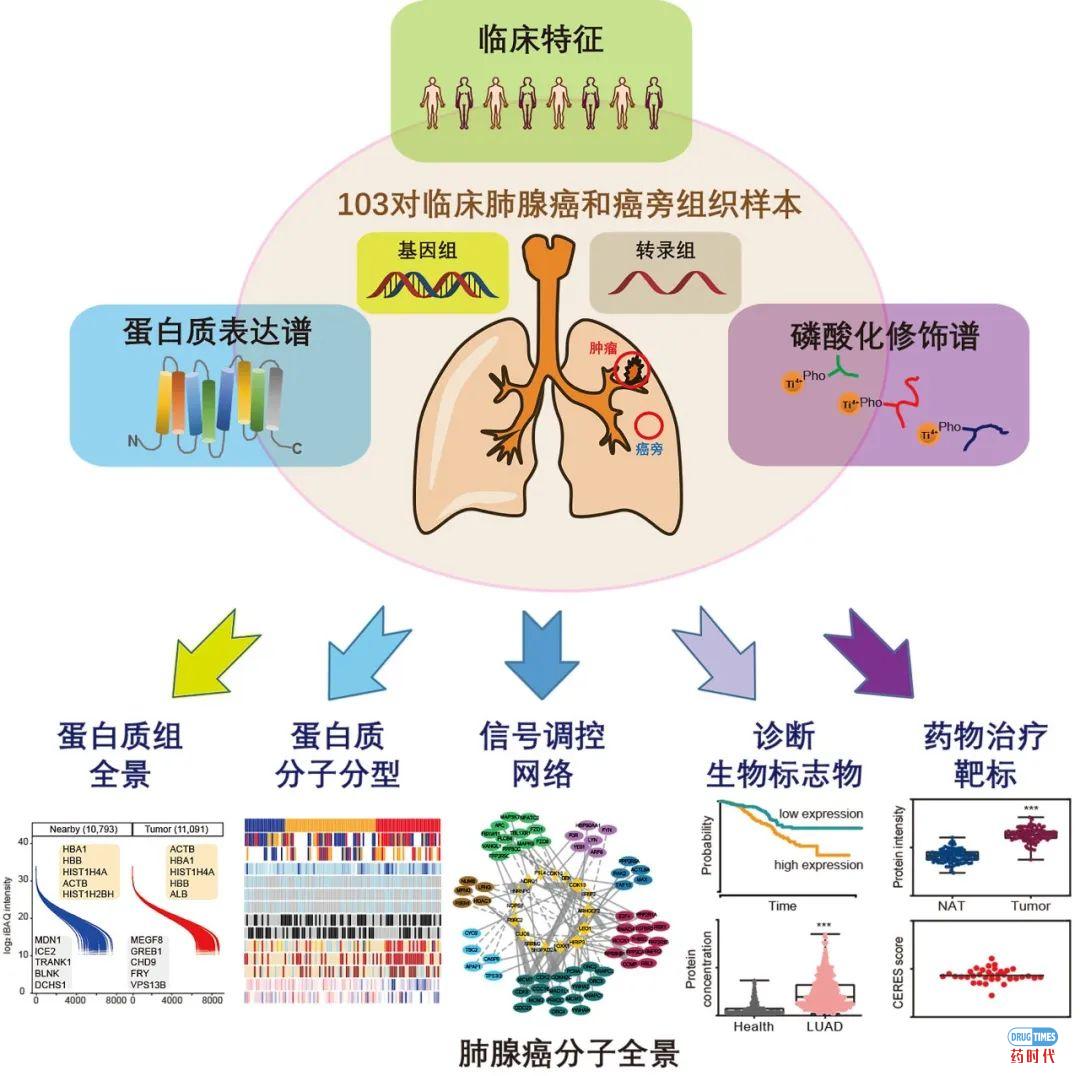 Cell重磅 | 中国学者多单位合作，首次系统揭示肺腺癌分子全景图谱