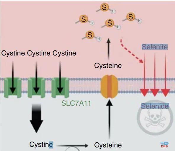 Nature子刊：人体必需的微量元素硒，竟是癌细胞毒药，美科学家发现癌细胞致命弱点