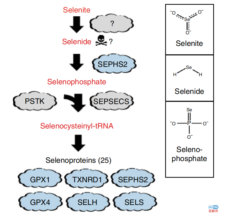 Nature子刊：人体必需的微量元素硒，竟是癌细胞毒药，美科学家发现癌细胞致命弱点