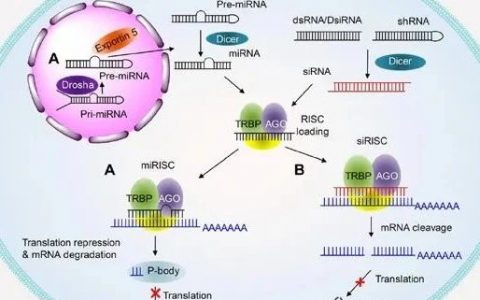 siRNA药物-改变疾病的治疗方式