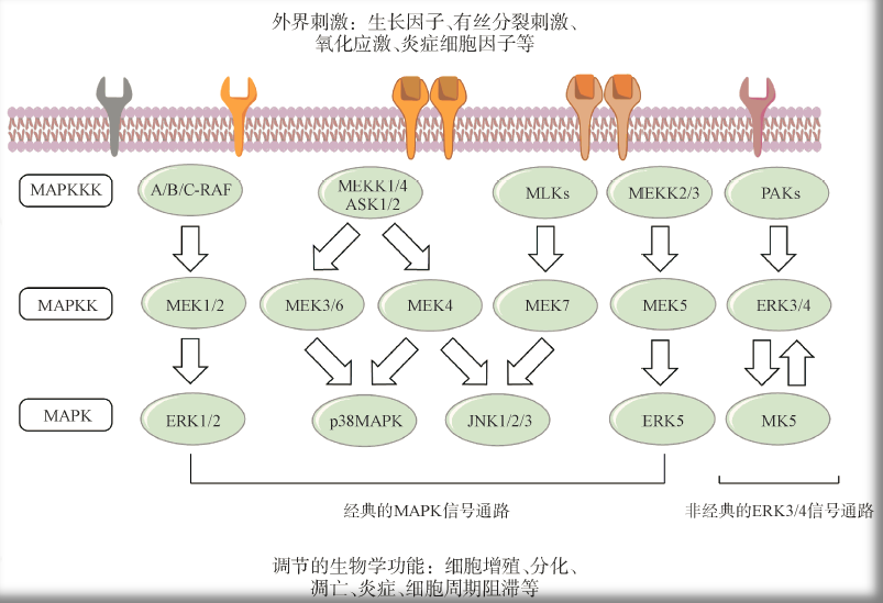 RAS-RAF-MEK-ERK：经典肿瘤信号通路的全线药物