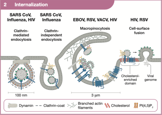 病毒如何感染细胞？Cell典藏版详述：Virus Entry！