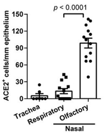 嗅觉上皮细胞：带你感知香味，也可能是新冠病毒的突破口