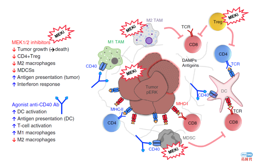 MEK抑制剂+激动性CD40单抗，协同作用，实现更高效抗癌效果