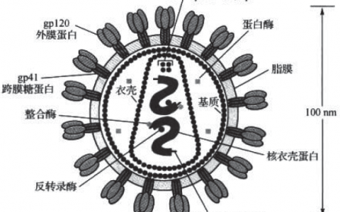 抗HIV病毒市场纵览