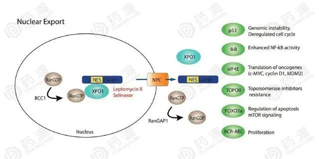 突破多发性骨髓瘤传统靶点，XPO1会成为下一个风口吗？
