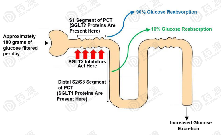 “上帝的礼物——SGLT2抑制剂”，还能给人类带来多少惊喜？