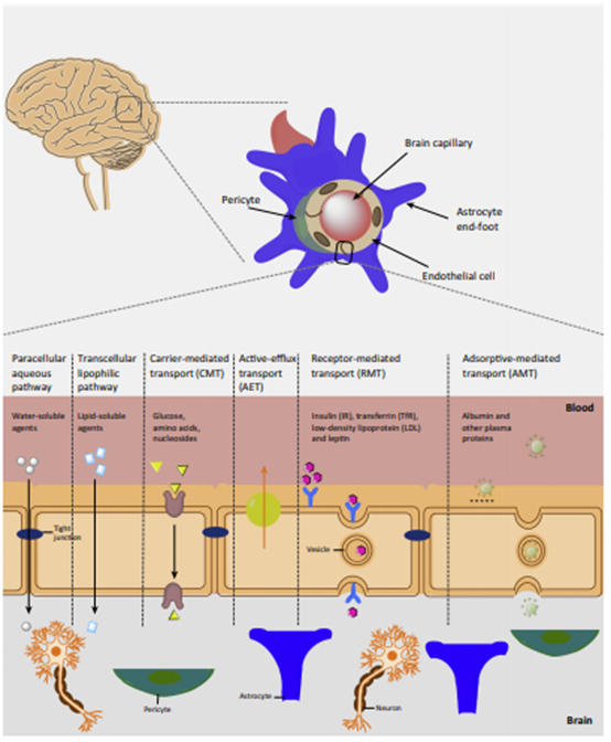 血脑屏障：中枢药物研发之痛 --- CNS药物开发中的DMPK评价