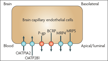血脑屏障：中枢药物研发之痛 --- CNS药物开发中的DMPK评价