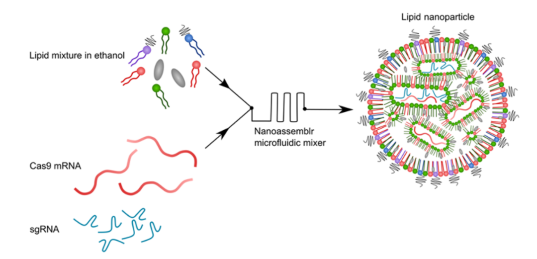 Science子刊：世界首例！CRISPR基因编辑在活体动物上成功治疗癌症，且永久有效