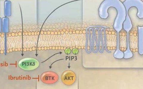 PI3K抑制剂：从靶向治疗走向肿瘤微环境