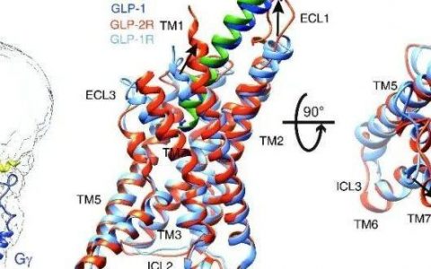 Cell Research | 人源胰高血糖素样肽-2受体复合物三维结构成功解析