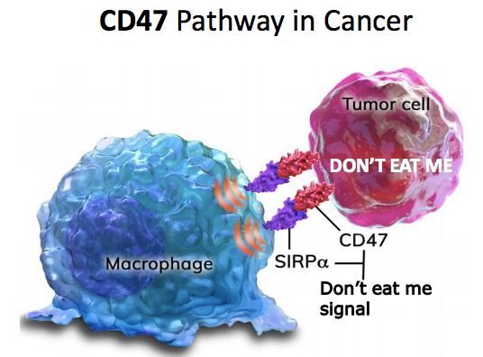 CD47/SIRPα终于走向台前，吉利德、艾伯维成为主力阵营