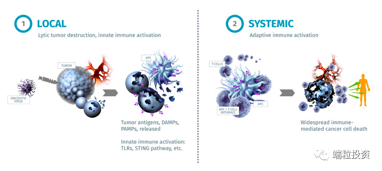 全球和中国溶瘤病毒市场