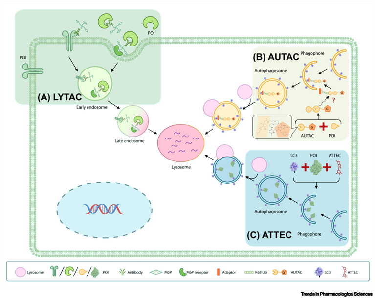 蛋白靶向降解：除了PROTAC，还有LYTAC、AUTAC和ATTEC