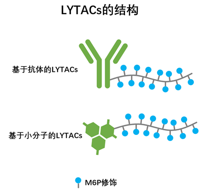 蛋白靶向降解：除了PROTAC，还有LYTAC、AUTAC和ATTEC