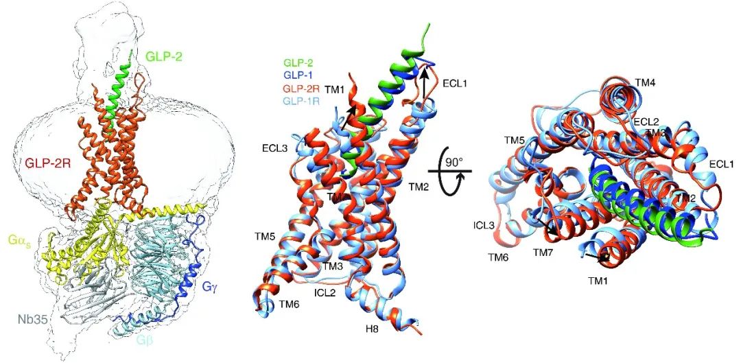 Cell Research | 人源胰高血糖素样肽-2受体复合物三维结构成功解析