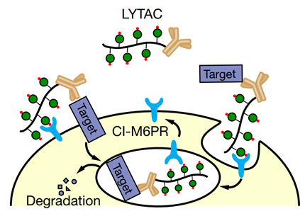 蛋白靶向降解：除了PROTAC，还有LYTAC、AUTAC和ATTEC
