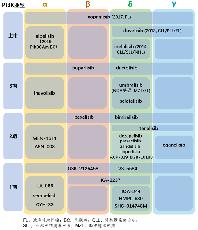 PI3K抑制剂：从靶向治疗走向肿瘤微环境