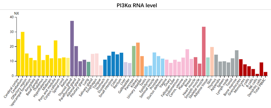 PI3K抑制剂：从靶向治疗走向肿瘤微环境