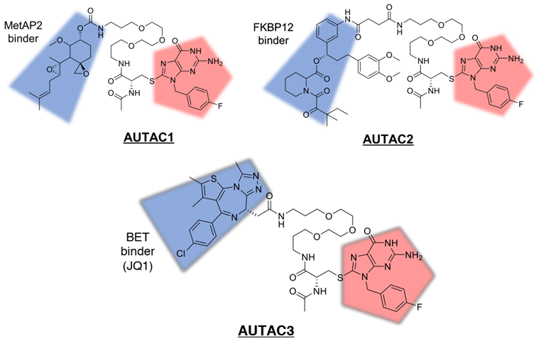 蛋白靶向降解：除了PROTAC，还有LYTAC、AUTAC和ATTEC