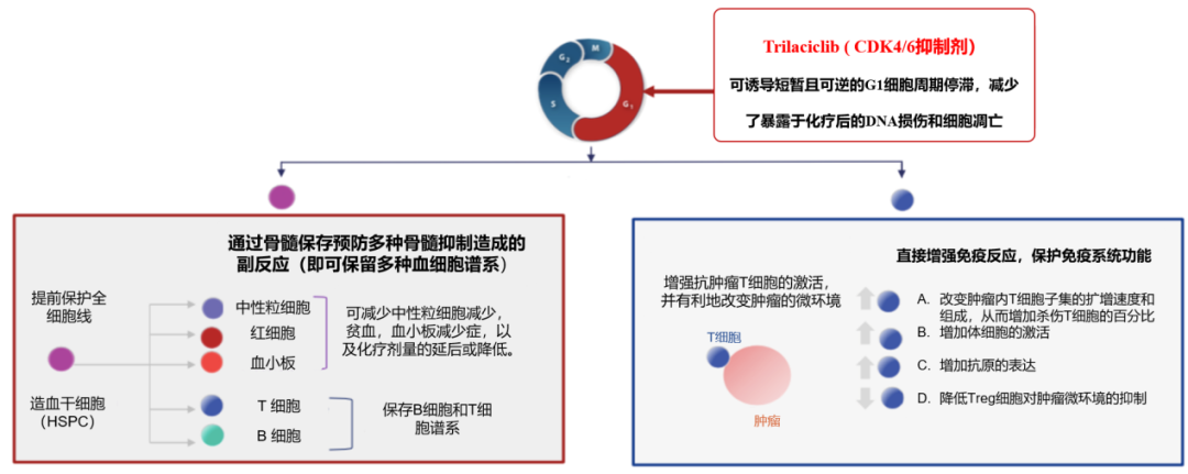 CDK4/6：先声药业在研管线又一颗新星