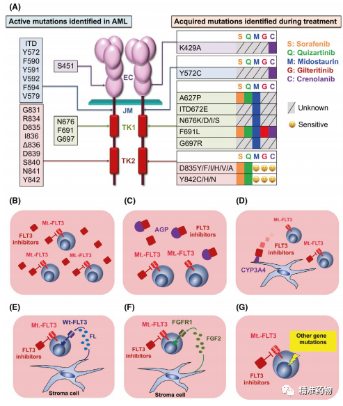 FLT3抑制剂治疗AML研究进展