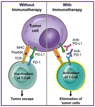PD-1/PD-L1阻断剂治疗肿瘤的研究进展与面临的挑战