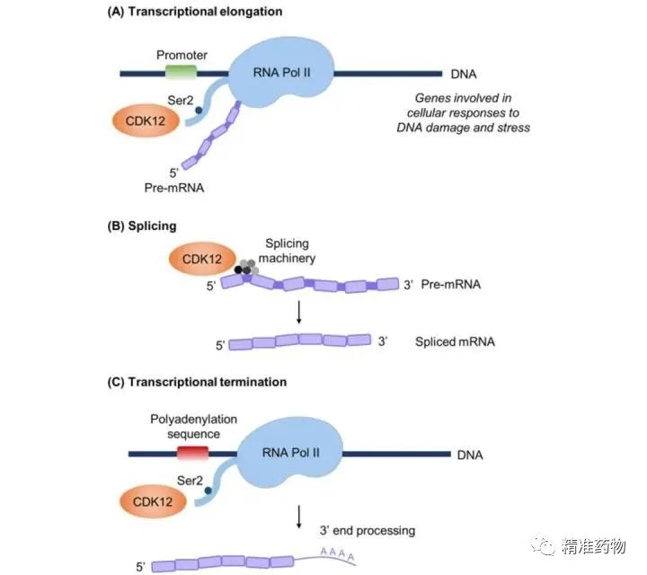 肿瘤潜在新靶标：CDK12