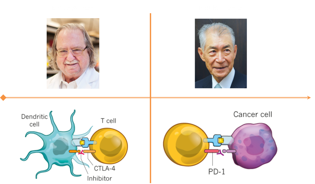 PD-1携手CAR-T疗法！强强联合能否打破实体瘤治疗困局？