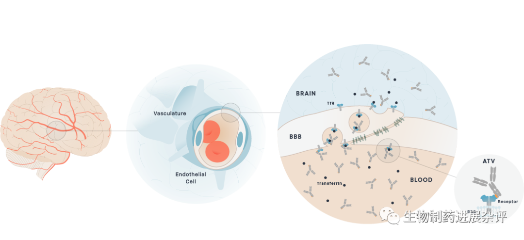 使抗体等大分子跨越血脑屏障的深耕者: Denali Therapeutics！