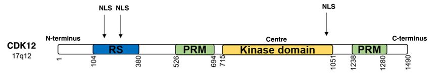 肿瘤潜在新靶标：CDK12