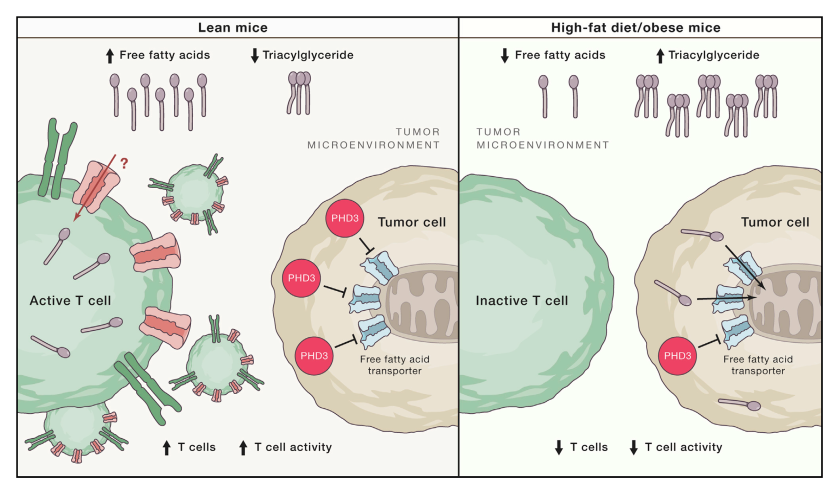 Cell 重磅：肥胖不但拉低颜值，而且抑制免疫细胞、促进癌细胞生长