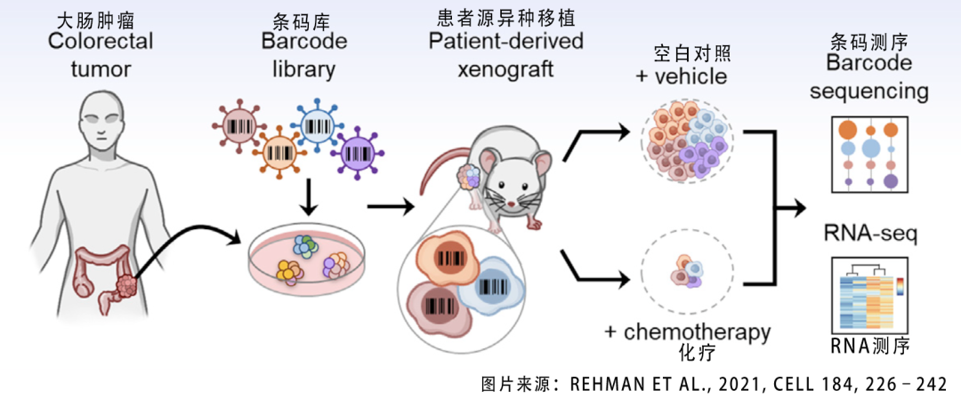 癌细胞像“熊”一样冬眠，躲避化疗和靶向治疗，但科学家找到了办法