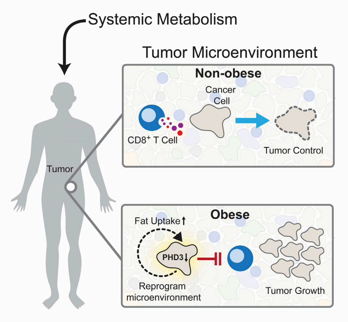 Cell 重磅：肥胖不但拉低颜值，而且抑制免疫细胞、促进癌细胞生长