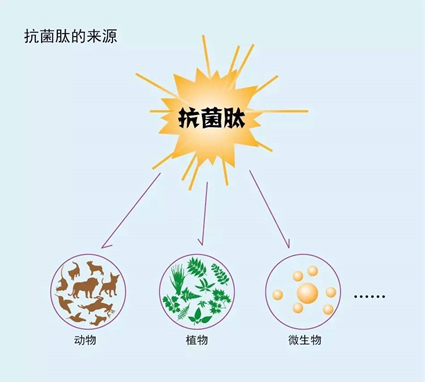 抗生素“青出于蓝”的接班者——抗菌肽