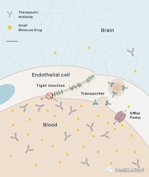使抗体等大分子跨越血脑屏障的深耕者: Denali Therapeutics！