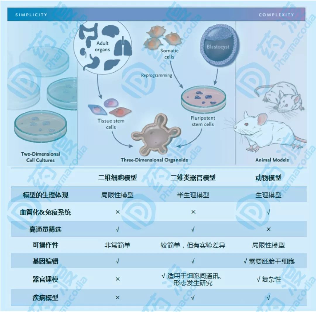 类器官——疾病研究和药物开发的重要工具