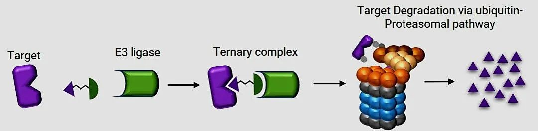 HaloPROTAC强势登场，蛋白降解研究再添新秀