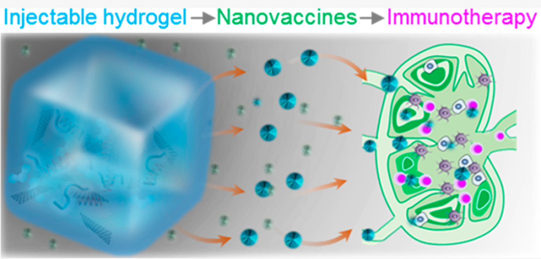 可持久预防治疗癌症，我国学者开发水凝胶缓释mRNA癌症疫苗​