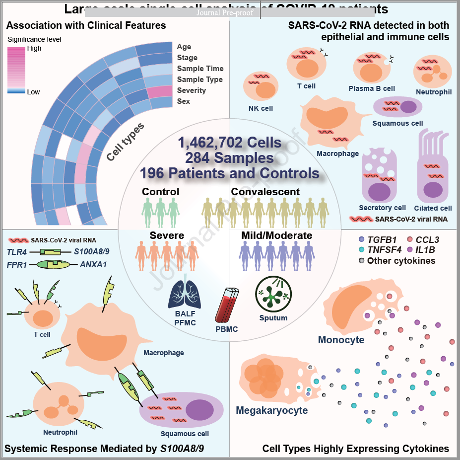 阵容空前，19位通讯作者，包括3名院士，146万个单细胞转录组图谱揭示新冠免疫特征