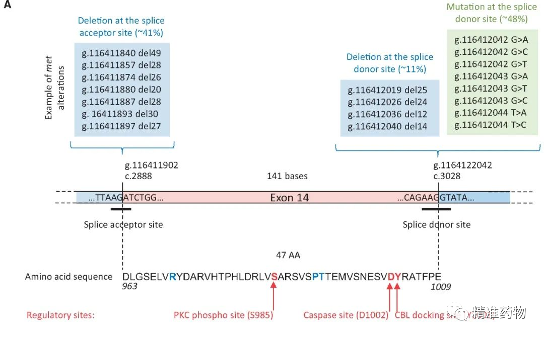 FDA批准第63个小分子激酶抑制剂特泊替尼（tepotinib）上市，用于MET跳突非小细胞肺癌