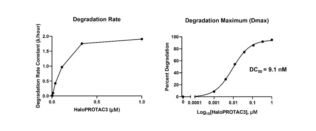 HaloPROTAC强势登场，蛋白降解研究再添新秀