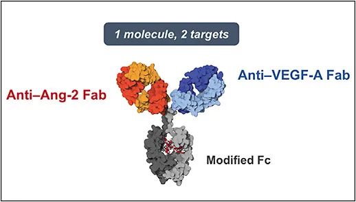 首款针对眼睛设计的双抗药物Faricimab Ⅲ期临床效果良好，治疗时间长达16周