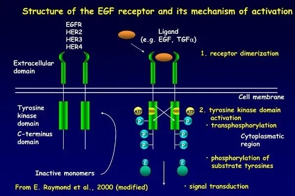 EGFR靶点药物临床研究进展及伴随诊断解决方案