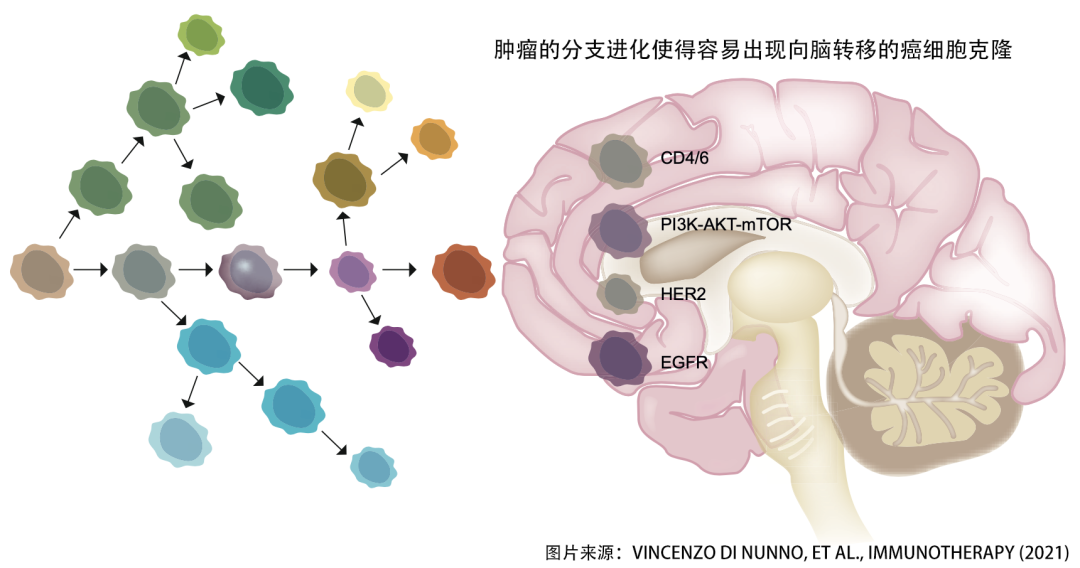 实体肿瘤脑转后，神药PD-1到底入不入脑？