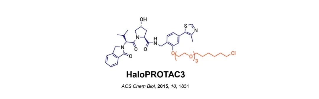 HaloPROTAC强势登场，蛋白降解研究再添新秀