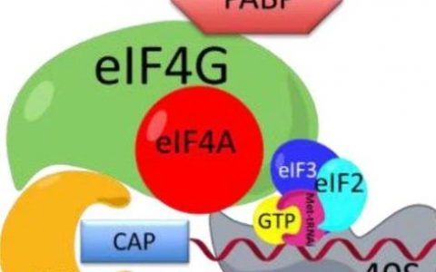 Nature子刊：意不意外？这款抗癌药物，能够促进脂肪燃烧，即使多吃也不胖